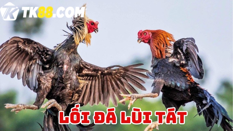 Thế đá lùi tát của gà chọi 