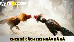 Chia sẻ cách xem ngày đá gà 