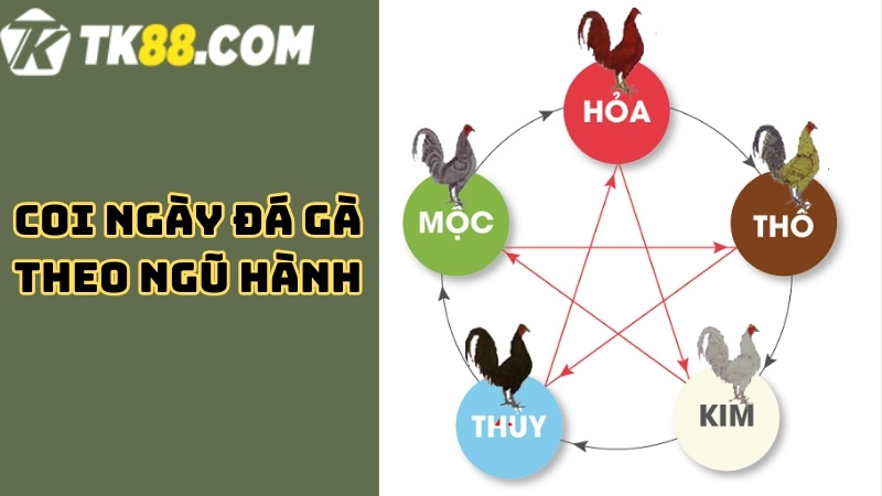 Xem ngày đá gà theo ngũ hành bản mệnh 