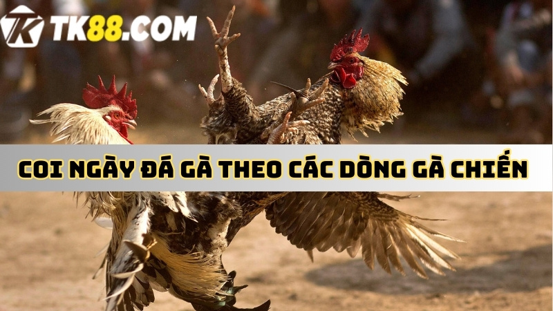 Chọn gà đá theo các dòng gà chiến 