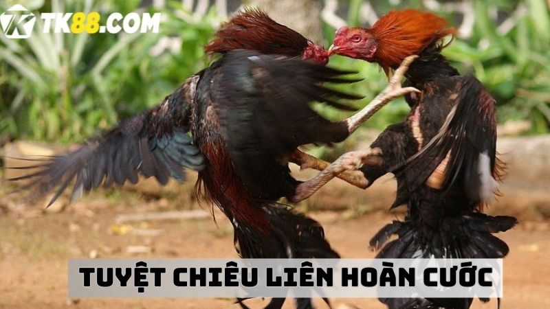 Tuyệt chiêu liên hoàn cước của chiến kê tài năng 