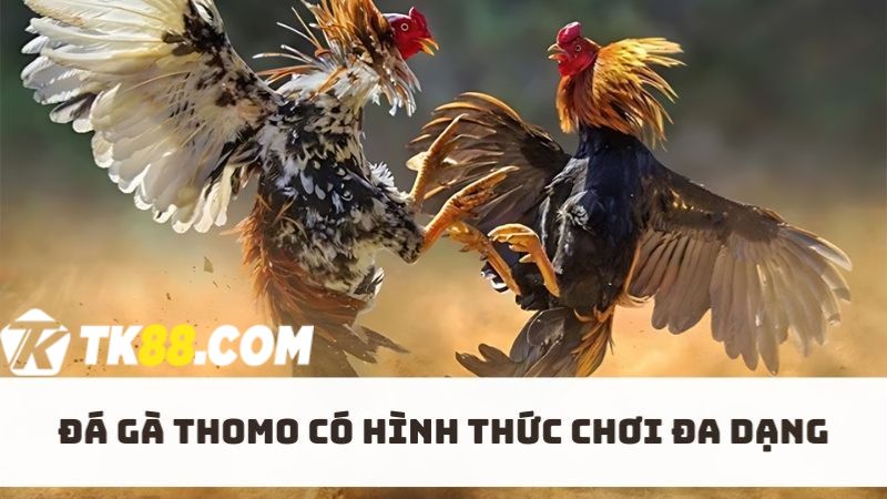 Trải nghiệm hình thức gà đá Thomo phổ biến cho người chơi