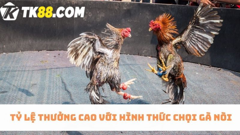 Cá cược chọi gà nòi cung cấp kèo cược đa dạng và tỷ lệ dễ ăn thưởng