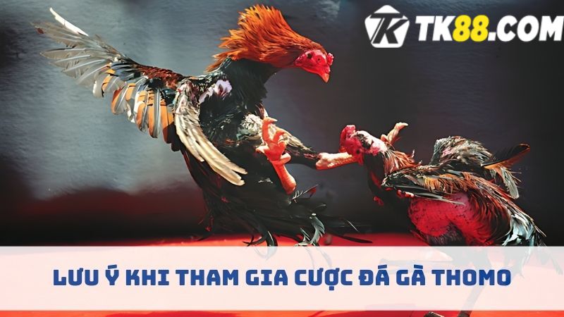 Tham gia trận cược gà Thomo cần biết những lưu ý quan trọng